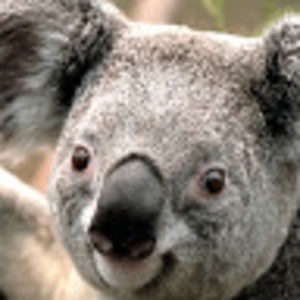 Meet your Posher, Nm,l for pkm,